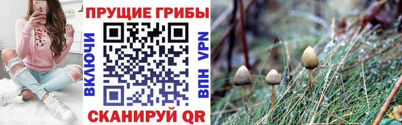 omg ссылки  где купить наркоту  Уржум  Псилоцибиновые грибы Psilocybine cubensis 